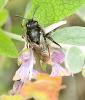 Melecta albifrons